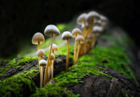 Mushroom in forest