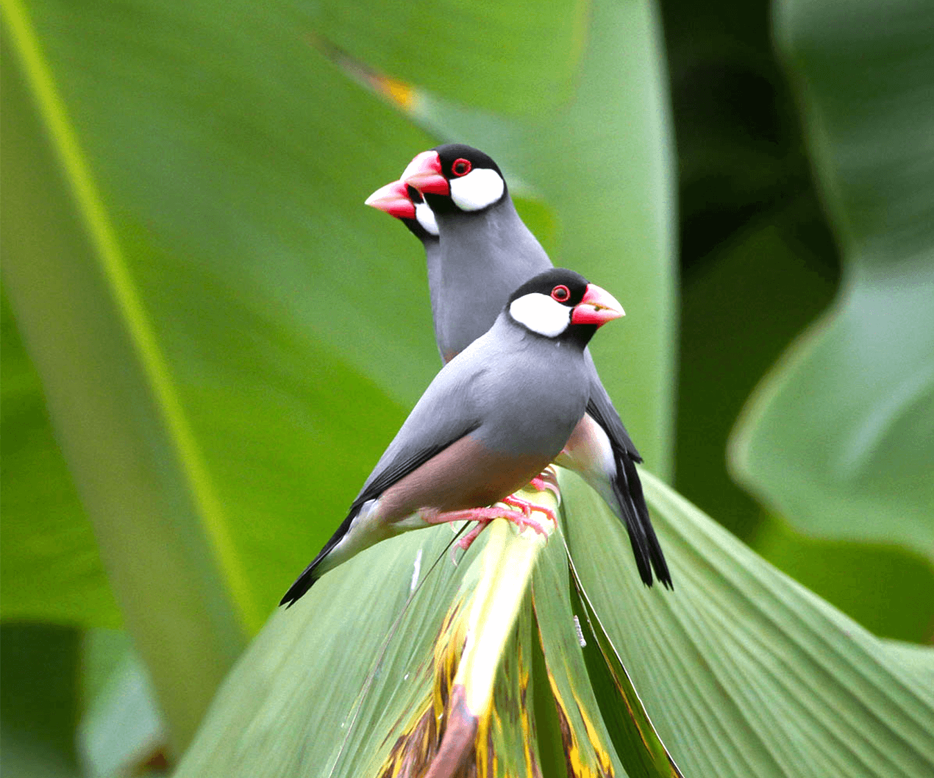 Java sparrow