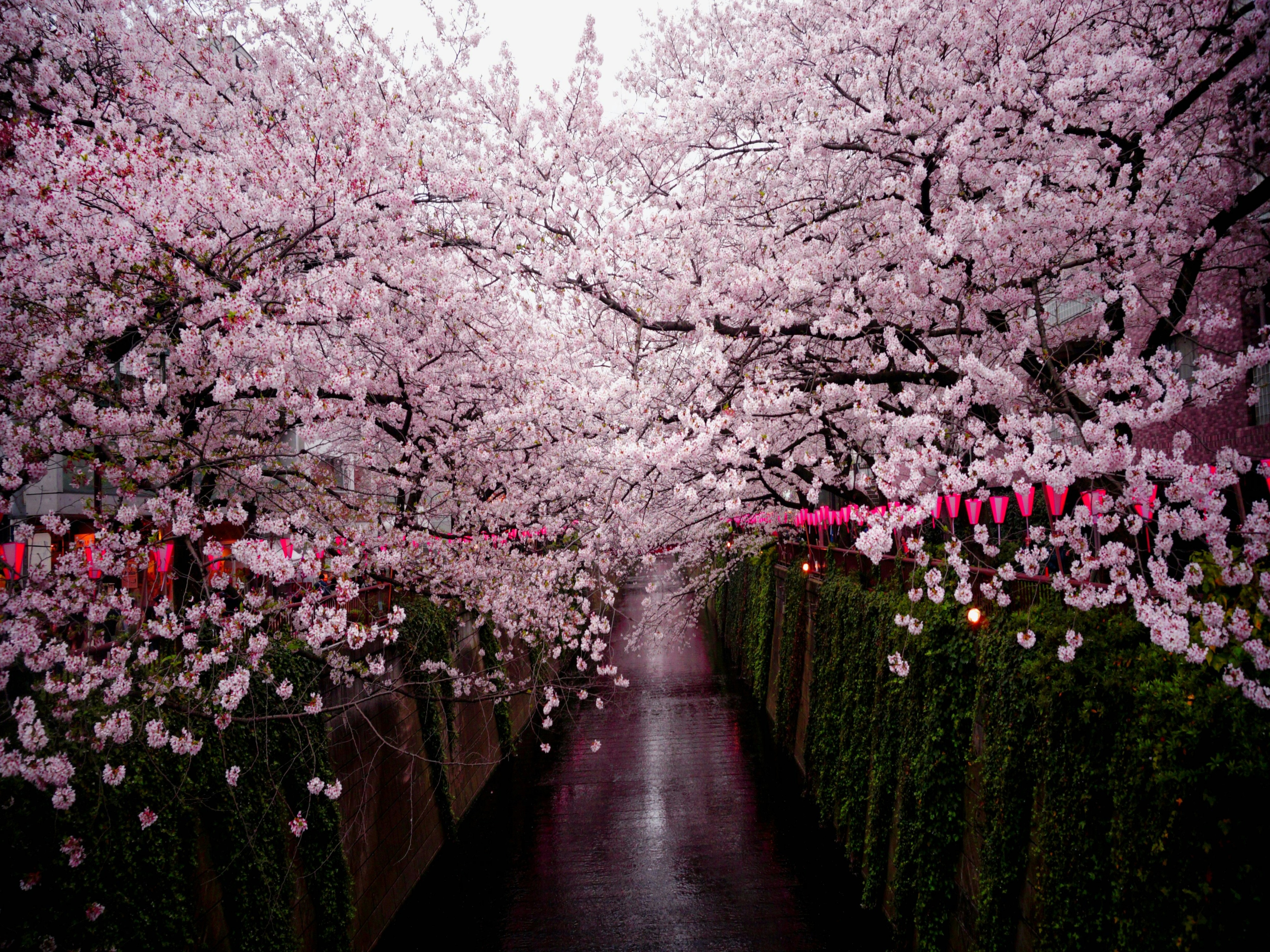 Cherry blossoms in full bloom by a calm river during spring in Japan.