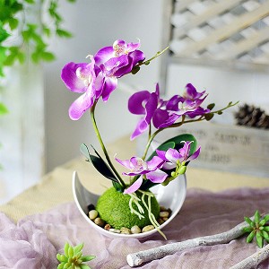 orchids