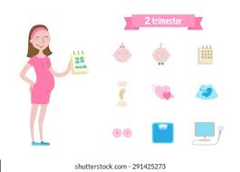 Stages of pregnancy