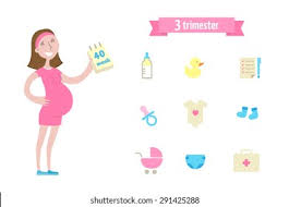 Stages of pregnancy