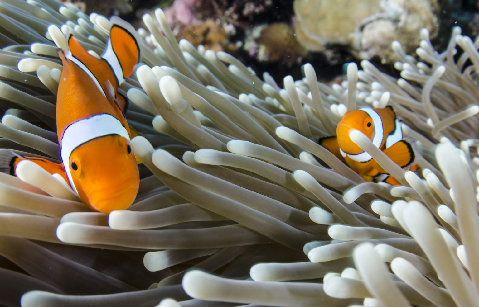Clown Fish