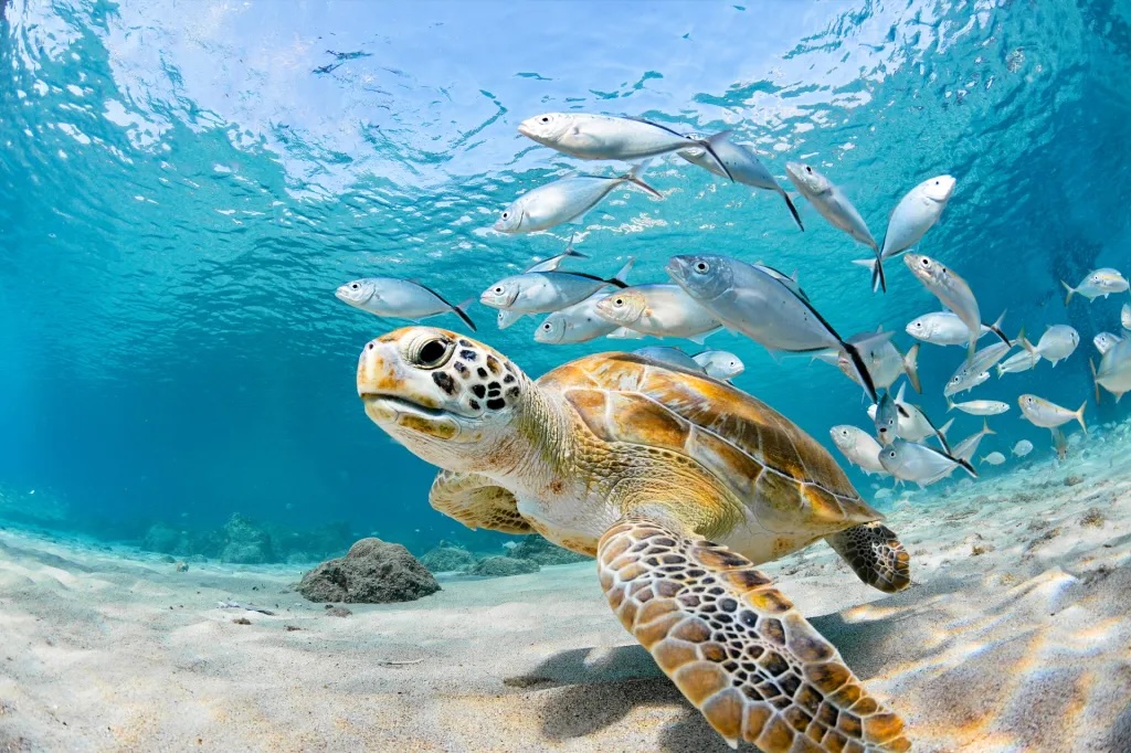 Sea Turtle