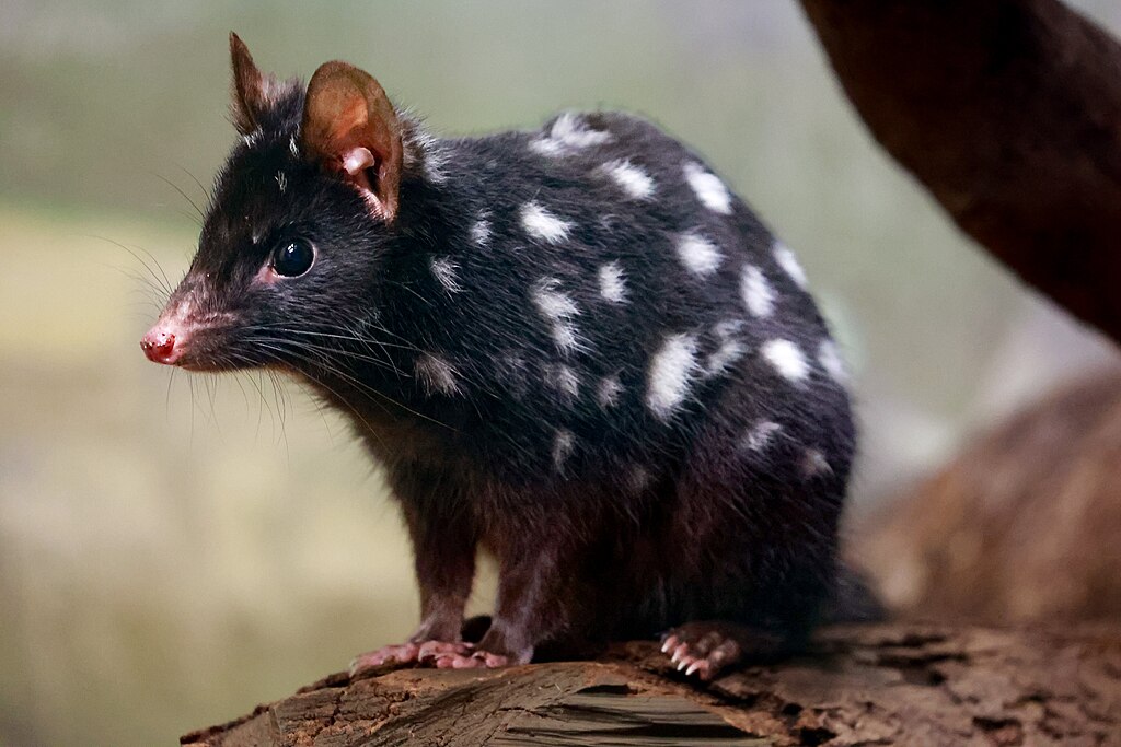An Eastern Quoll sitting on a leafy forest floor. It has black fur with white spots.