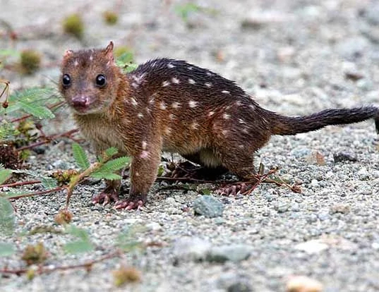 A New Guinean quoll standing on stony ground. It has red-brown fur with white spots.