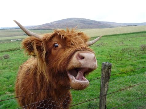 Highland Cow Tongue Out