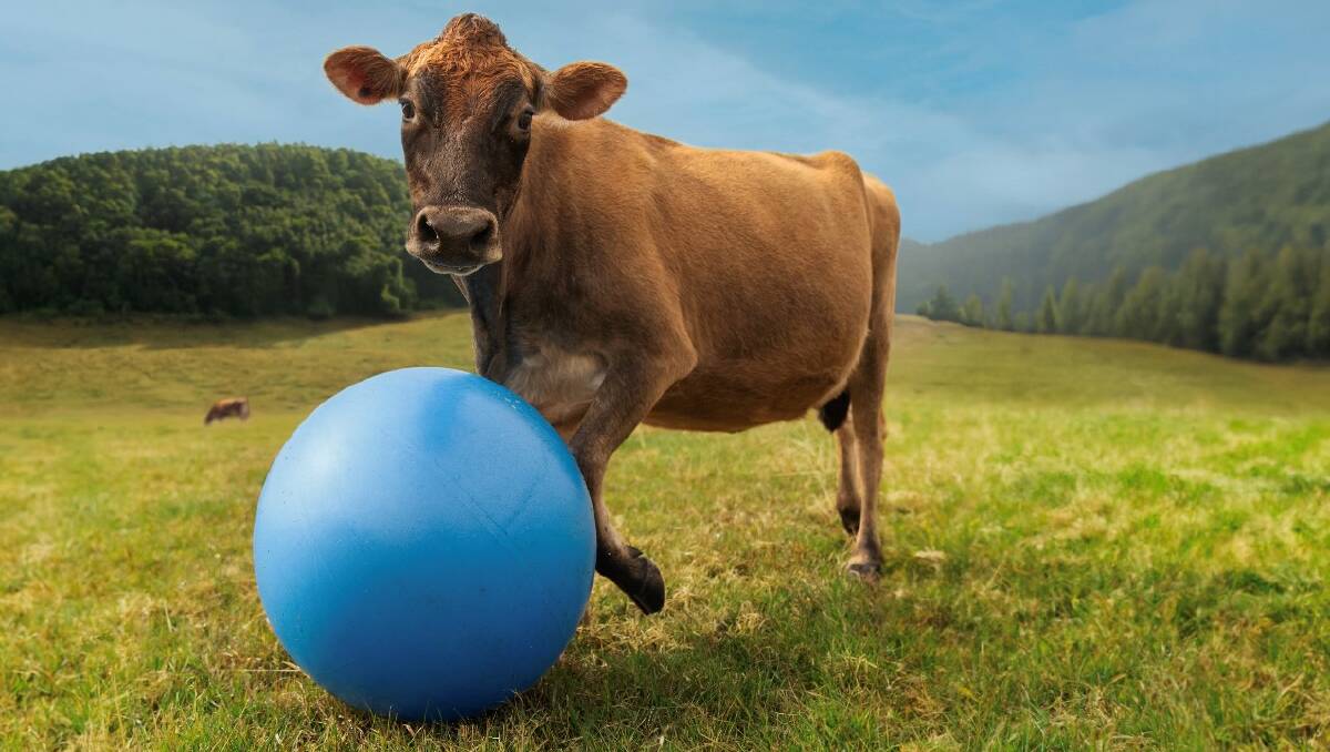 Cow Playing with Ball