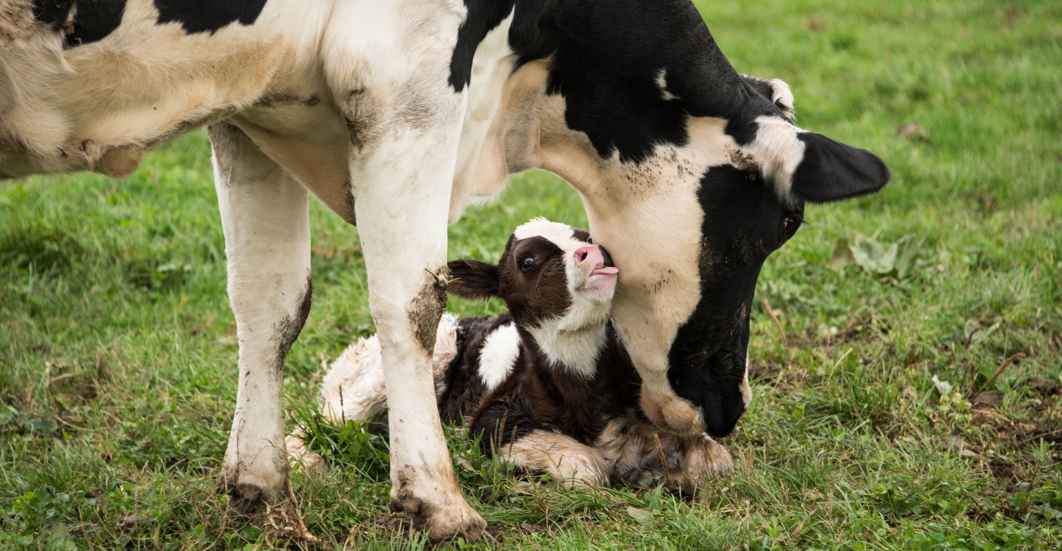 Cow and Calf