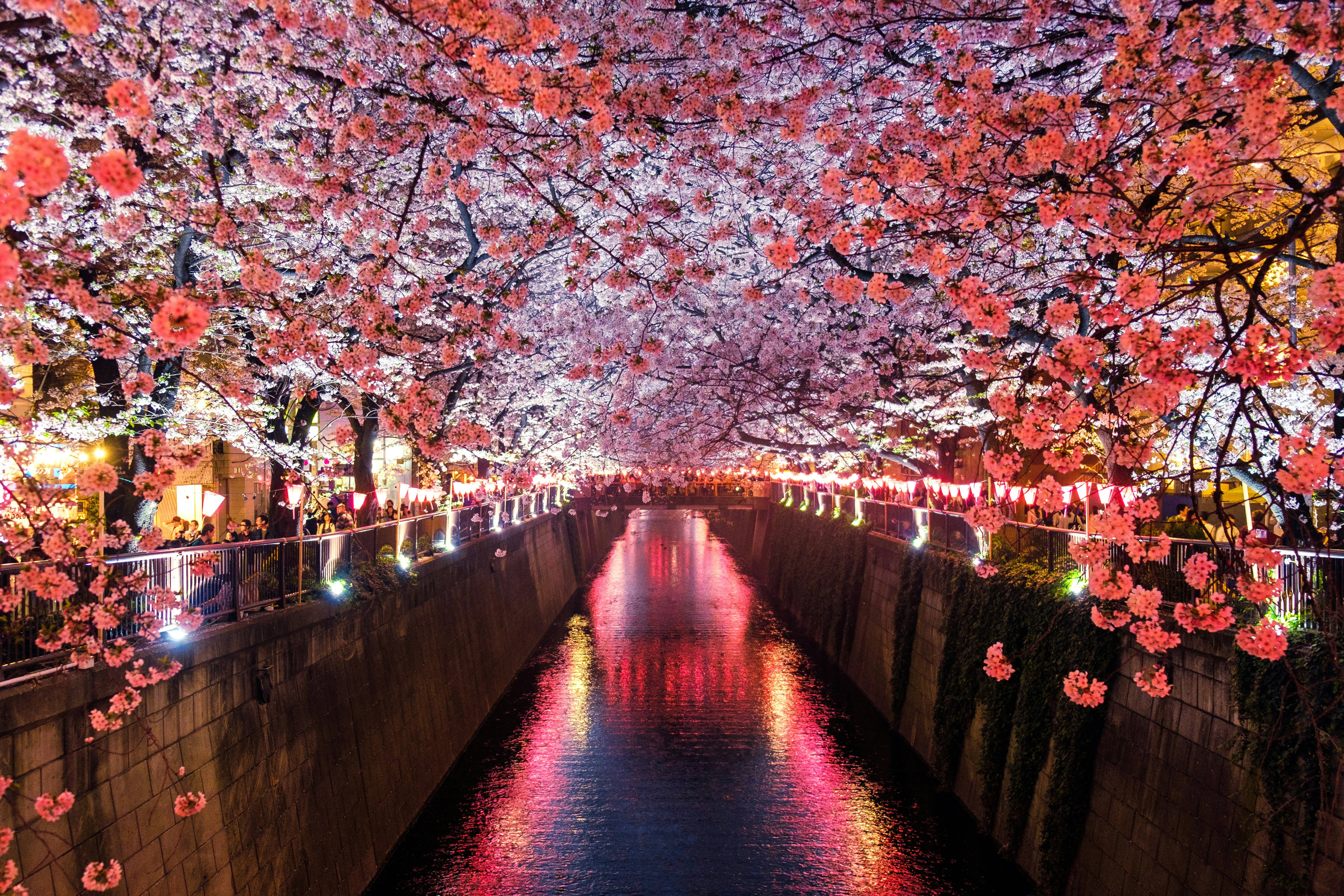 Cherry-Blossom-Night