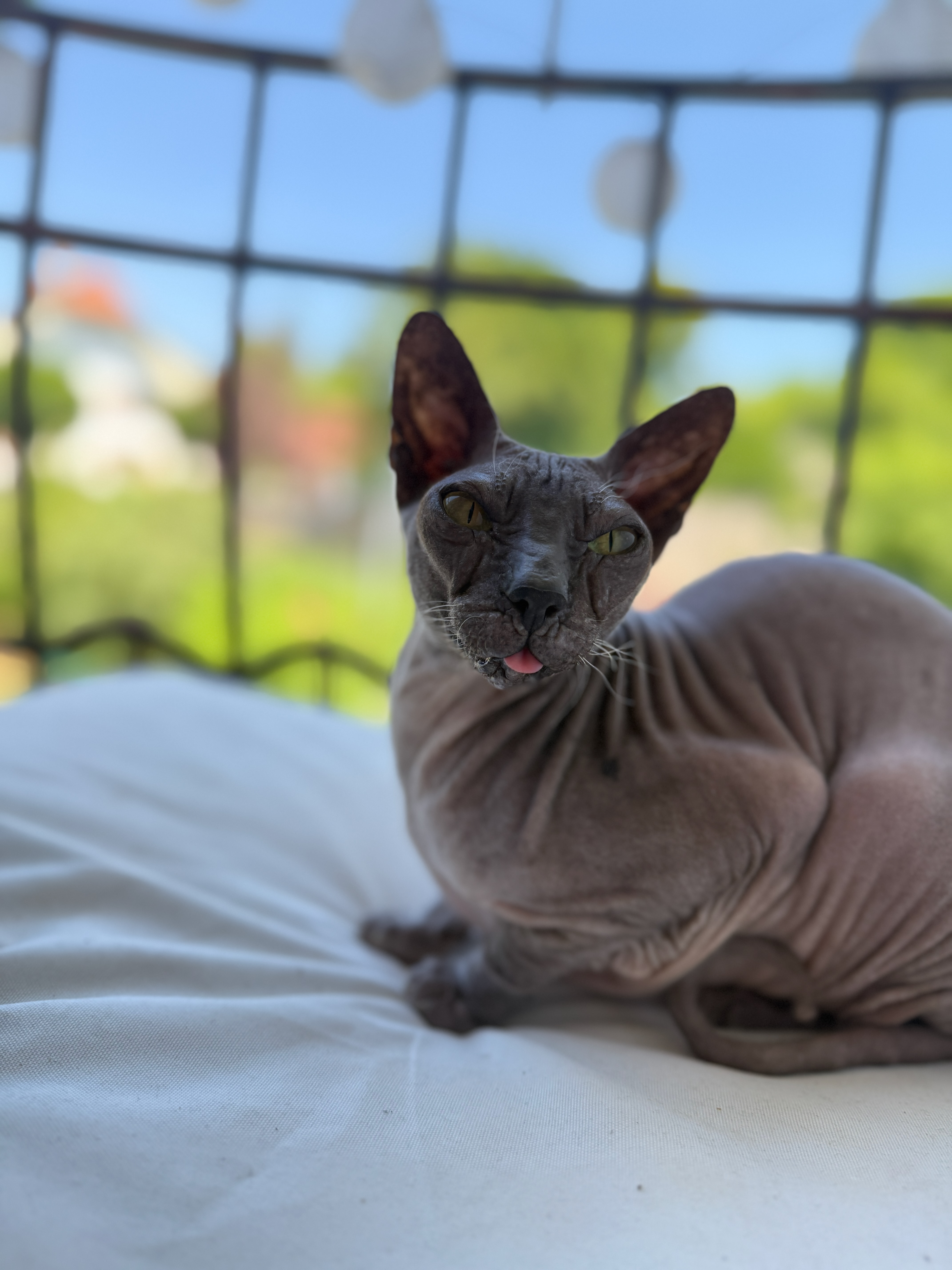 Fixi the Sphynx cat