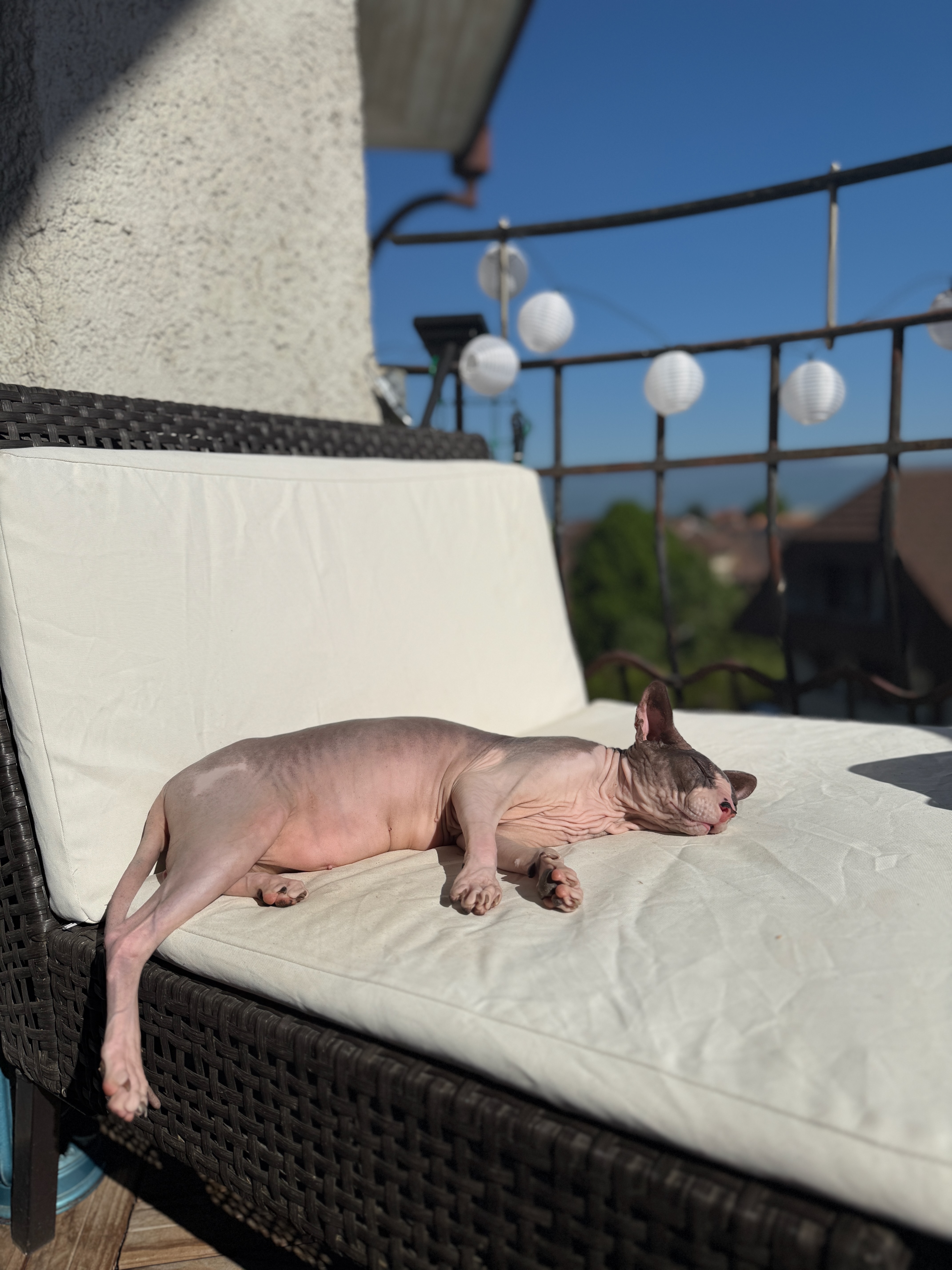 Lexi the Sphynx cat