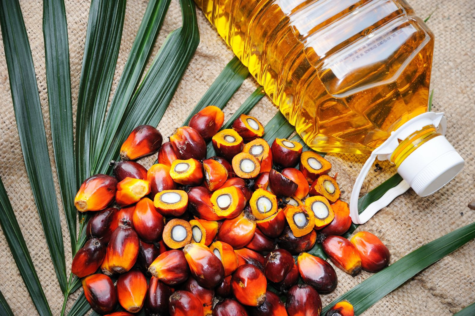 red palm fruit used to make palm oil