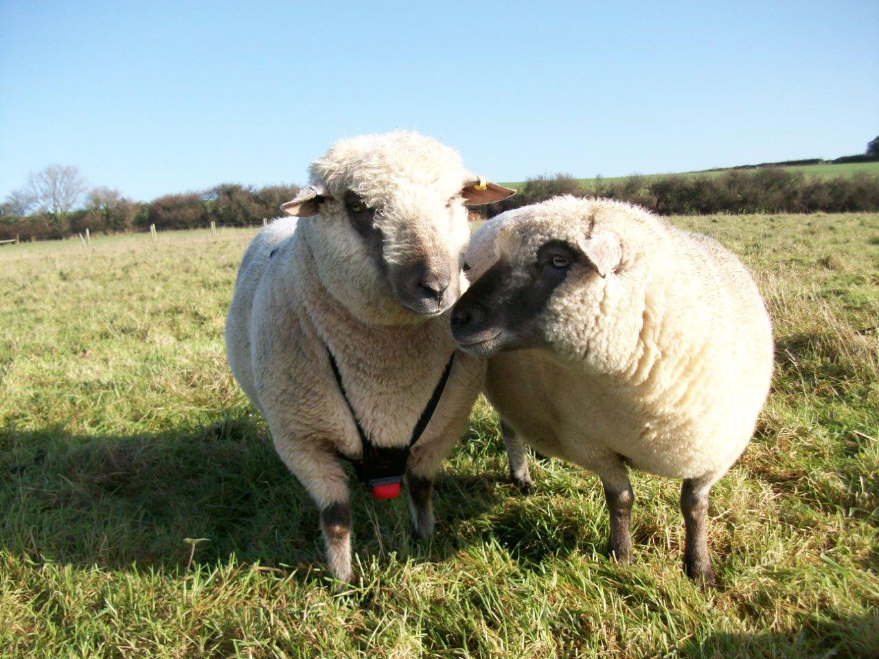 Two Dorset Down Sheep in a Field