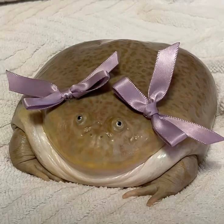 frog with bows