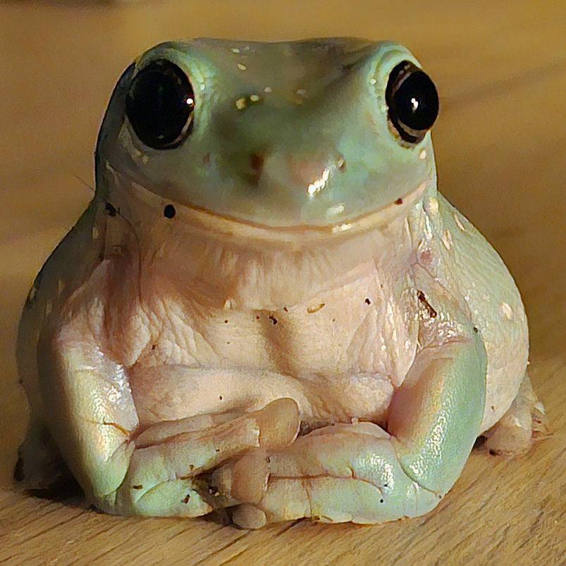 smiling frog