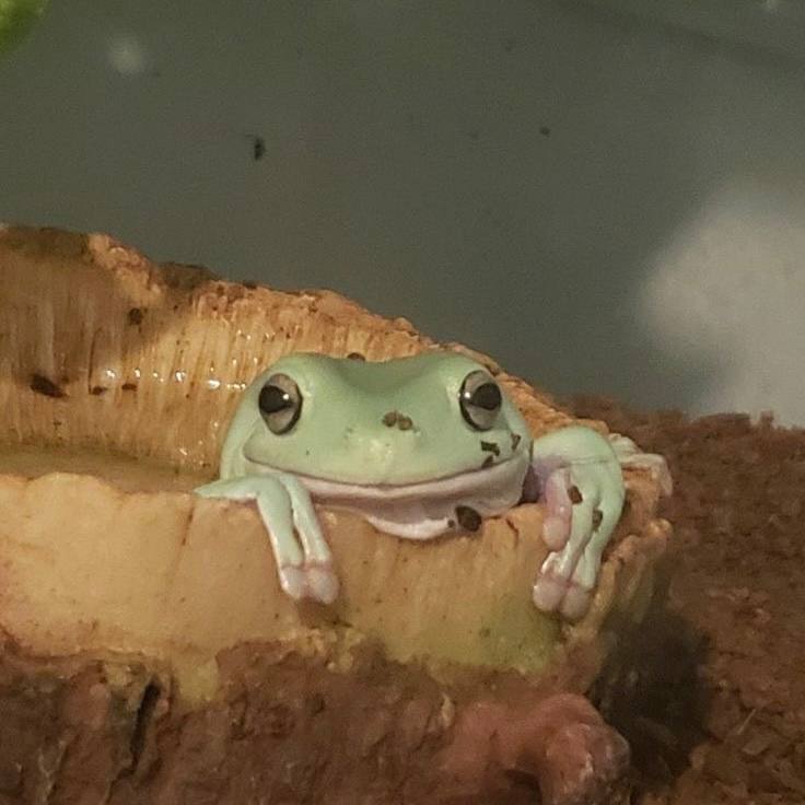 smiling frog