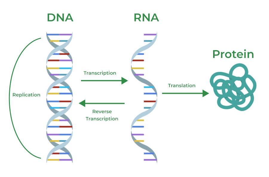 Central DOGMA