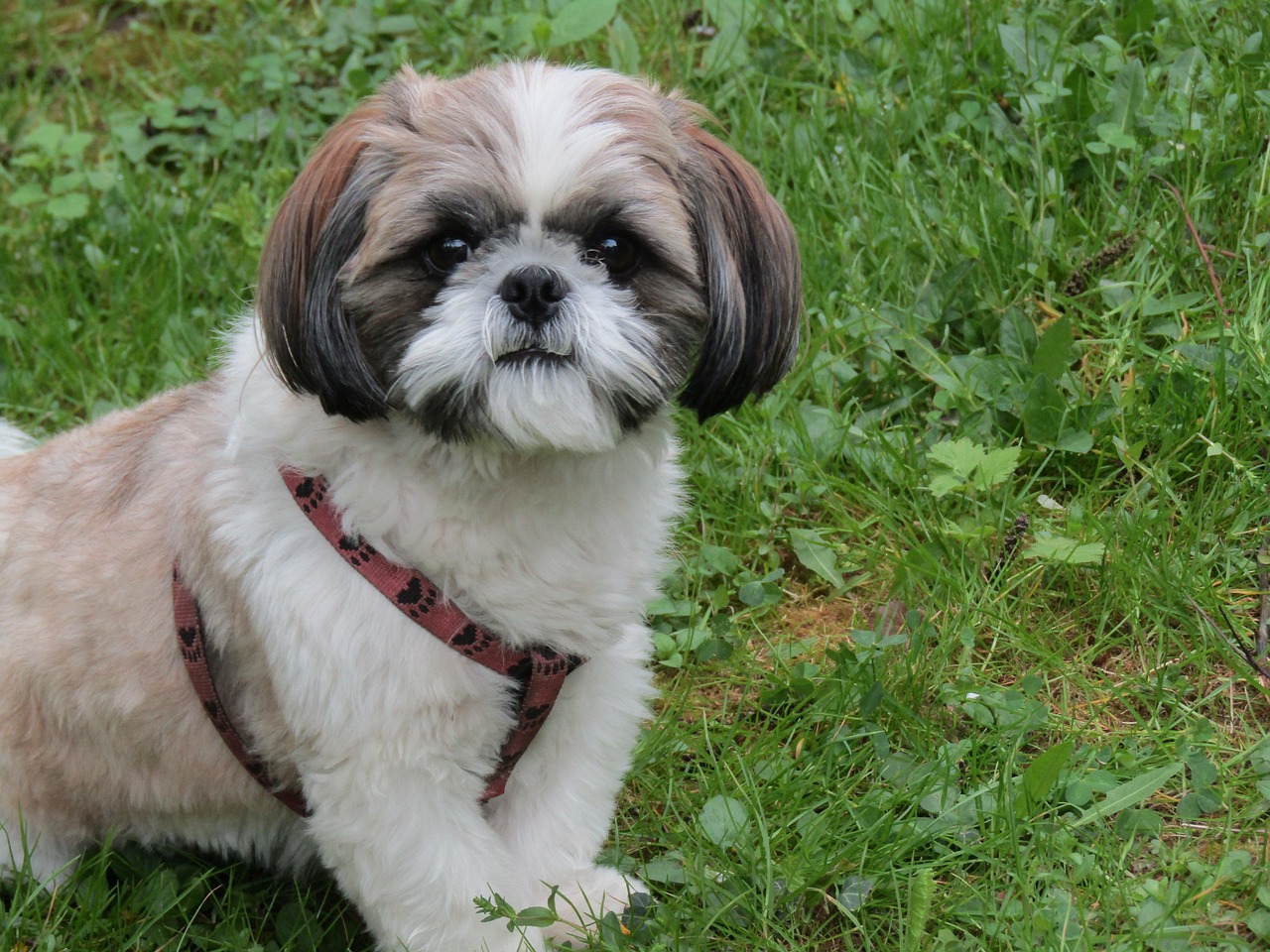 Shih Tzu