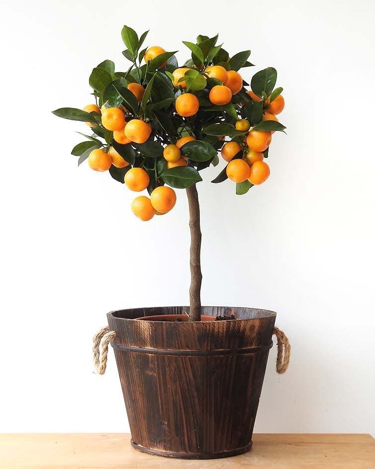 calamondin
