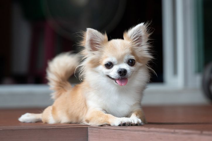 Cute Chihuahua