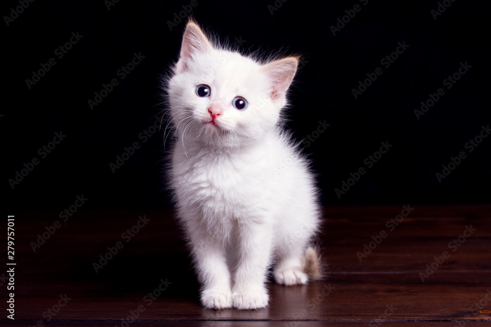 White Kitten