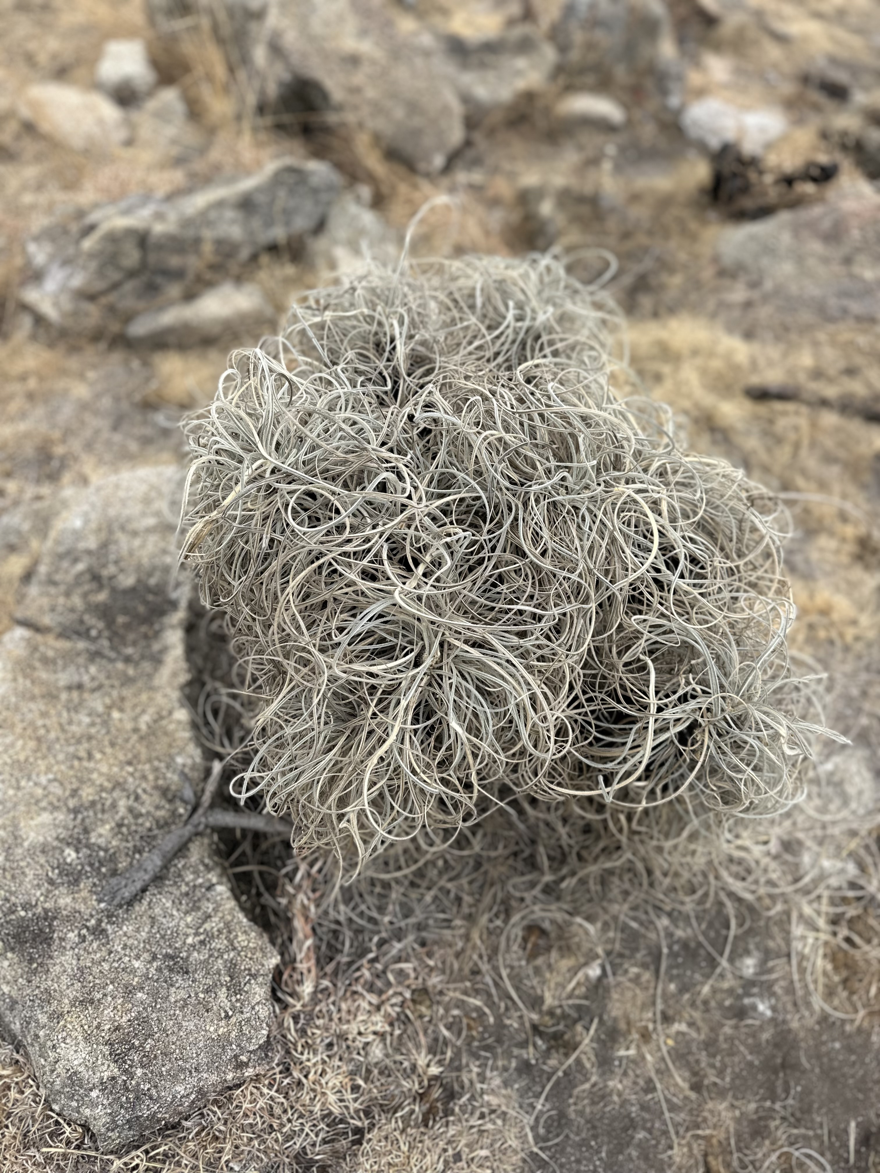 Pretty mountain grass