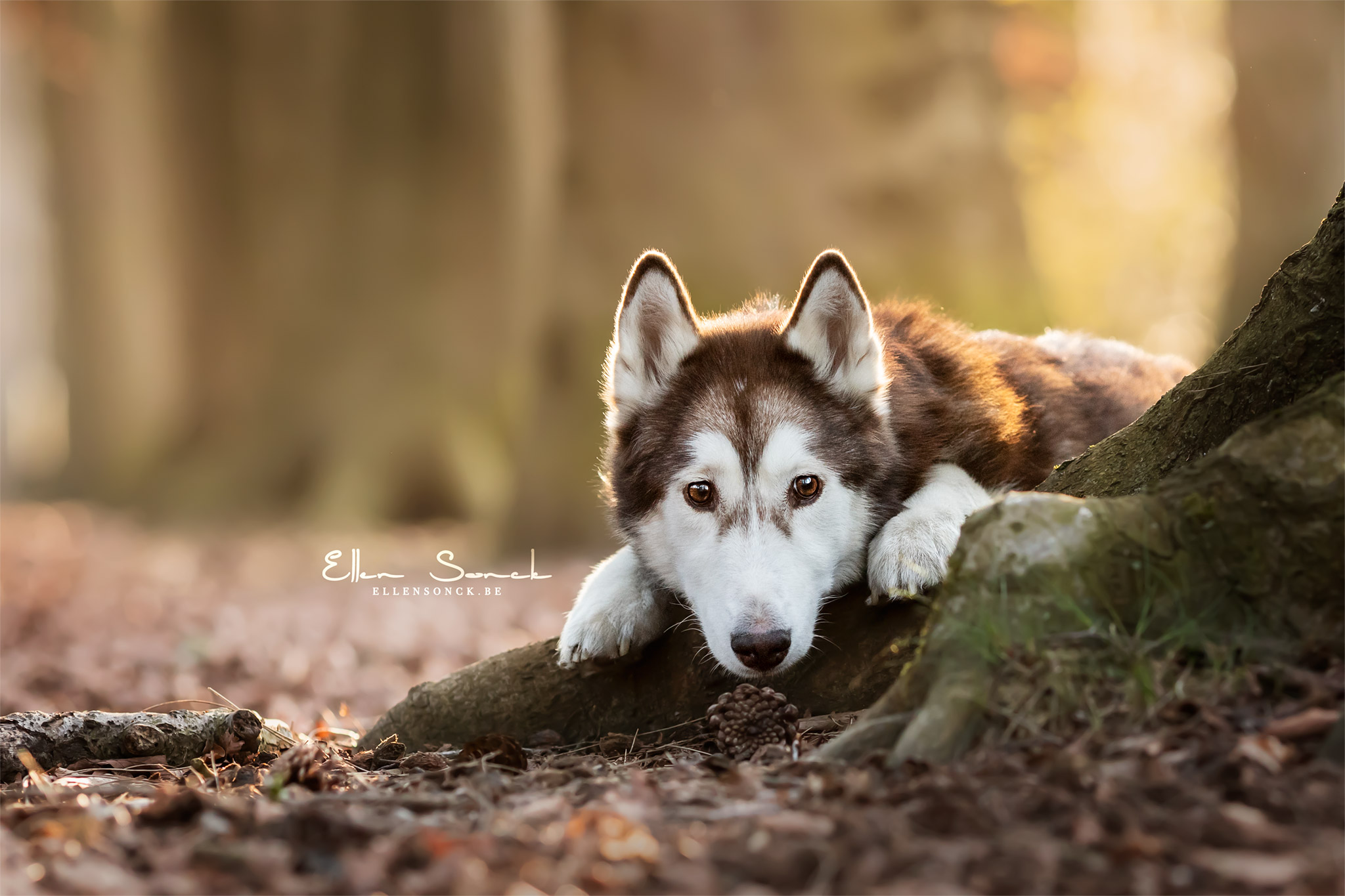 Zola by Ellen Sonck Photography