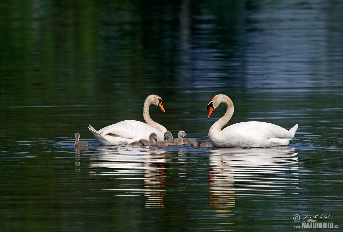 Swans