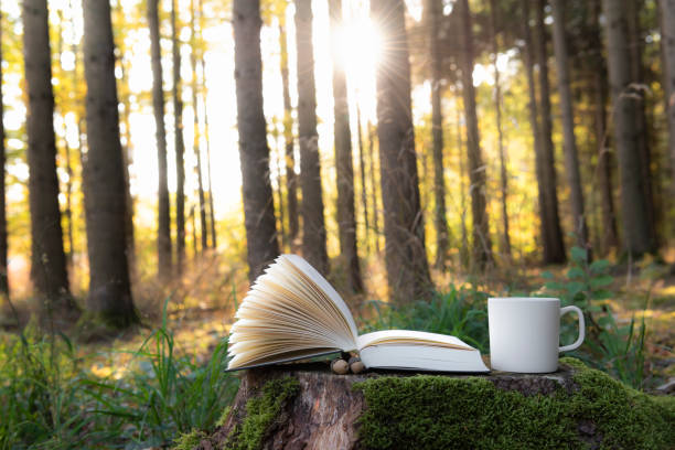Reading in the forest