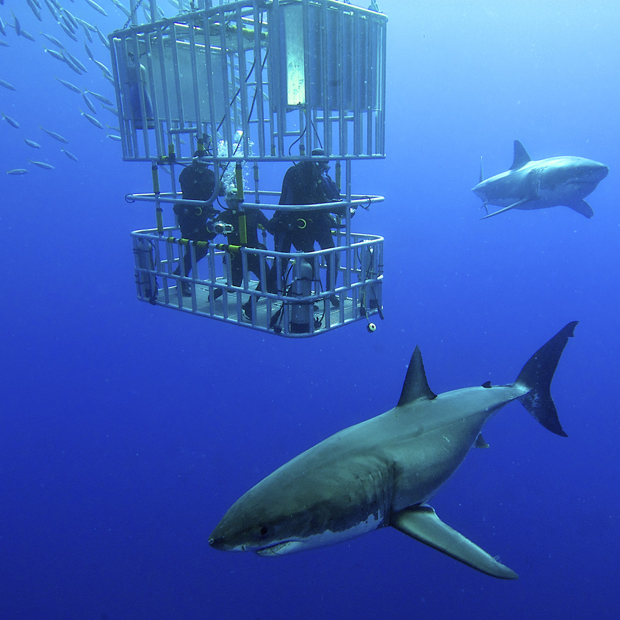 Shark Cage Diving