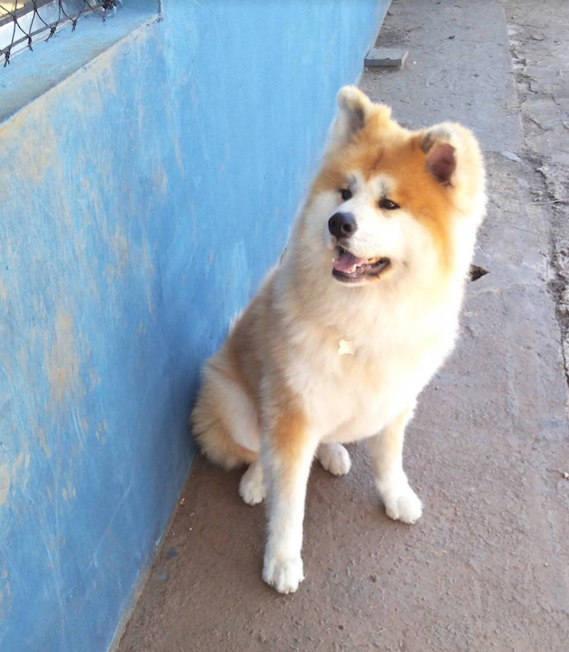 Beautiful Sakura - Long-coat Akita Inu