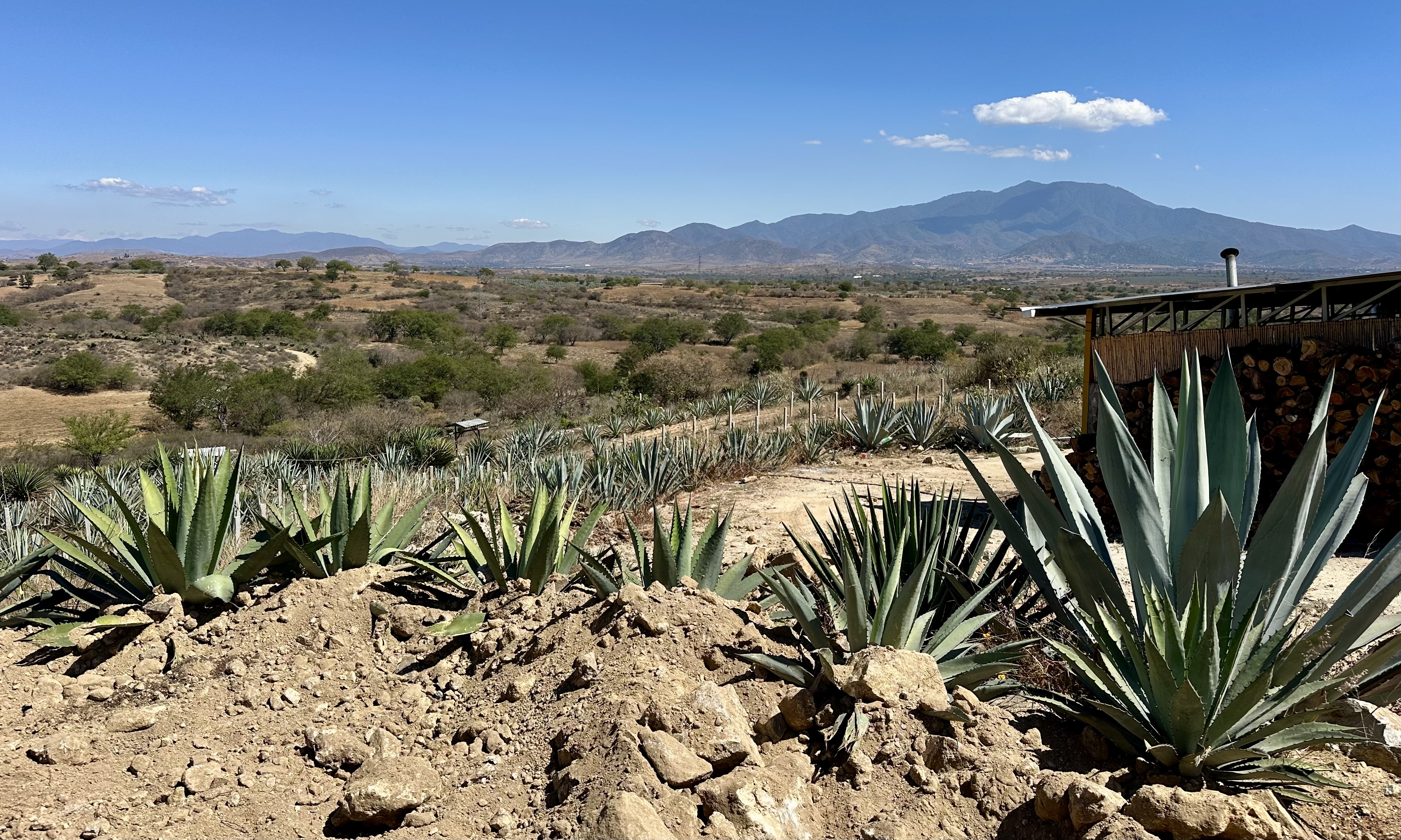 agave field
