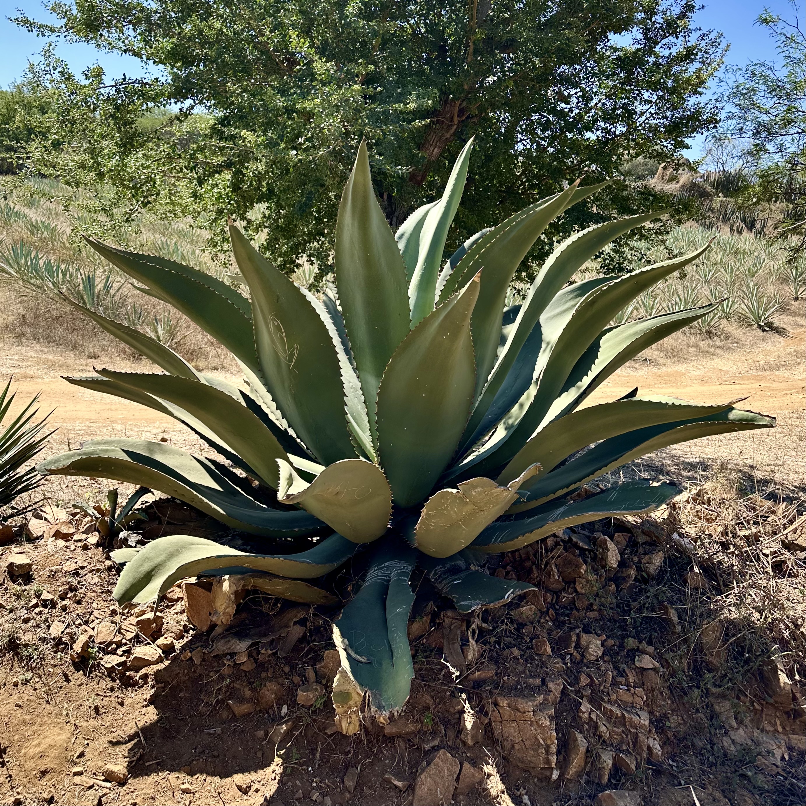 agave marmorata