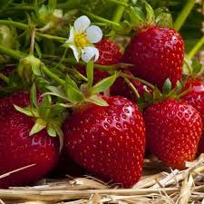 Strawberries picture