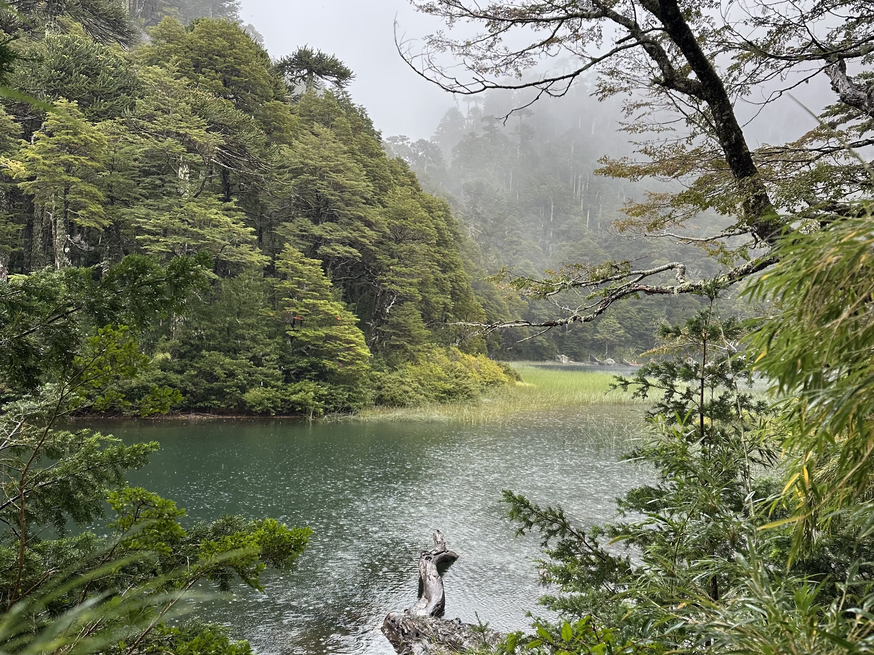 pond and foggy forest Chile