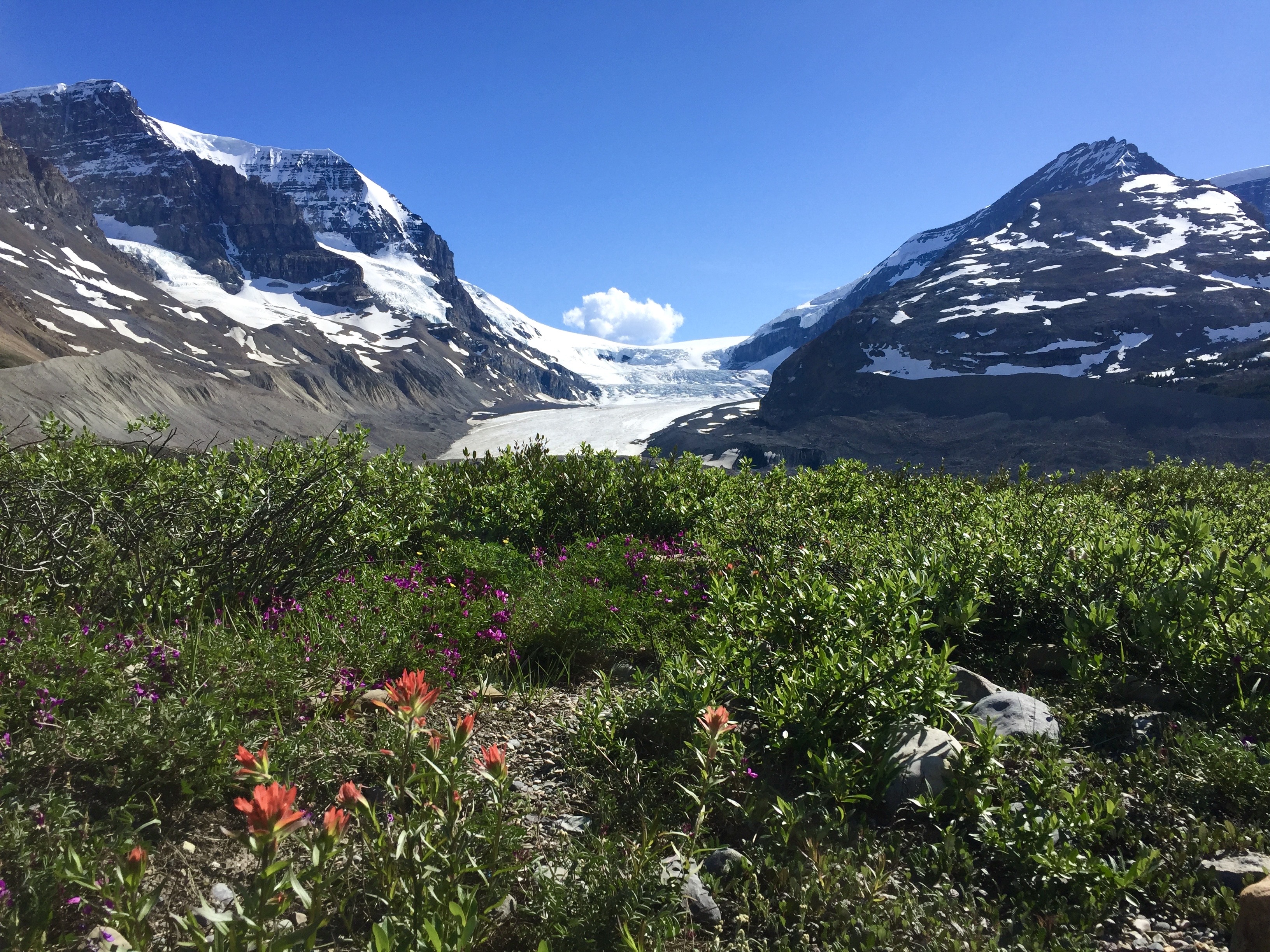 mountains, glacier, and flowers Canada