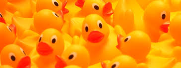 Several_Rubber_Ducks