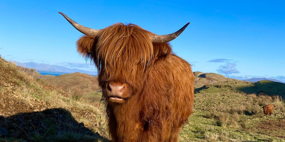 Highland Cow in the hills