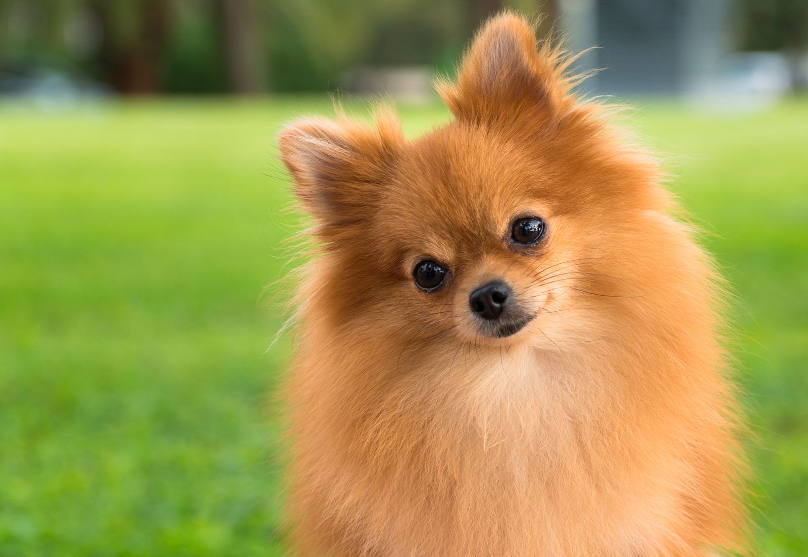 Pomeranian dog German Spitz