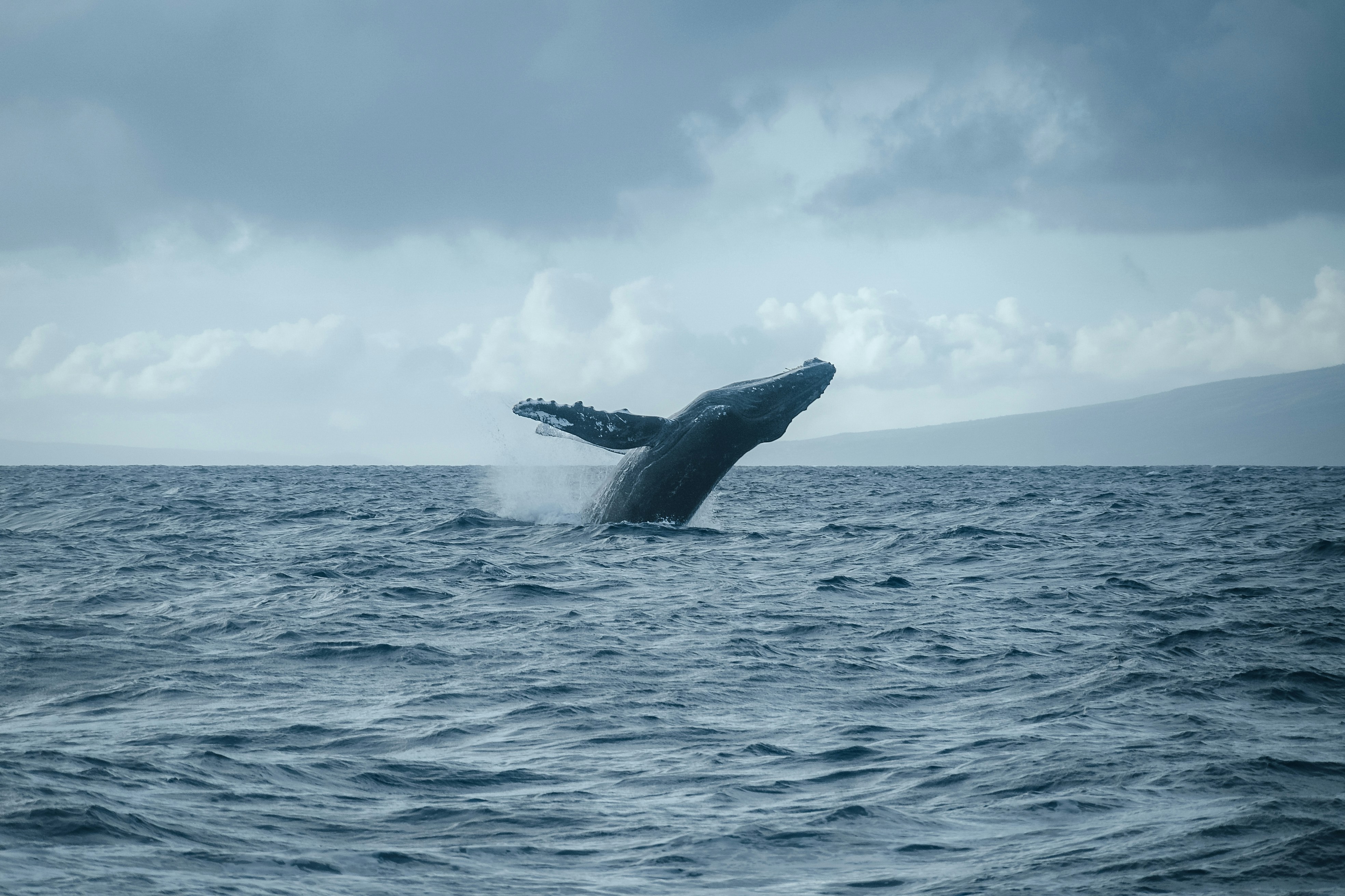 Whale Watching
