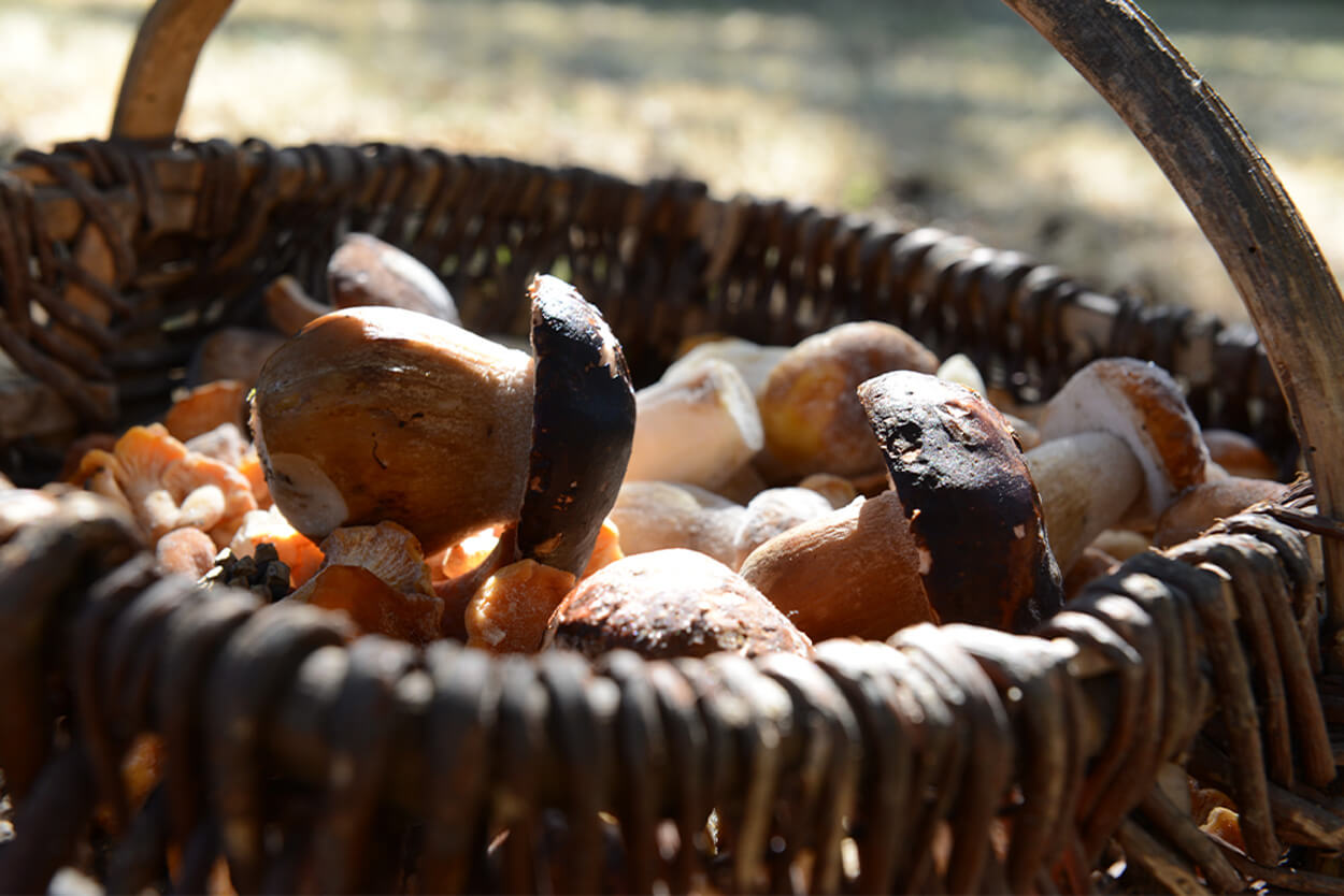 porcini-basket