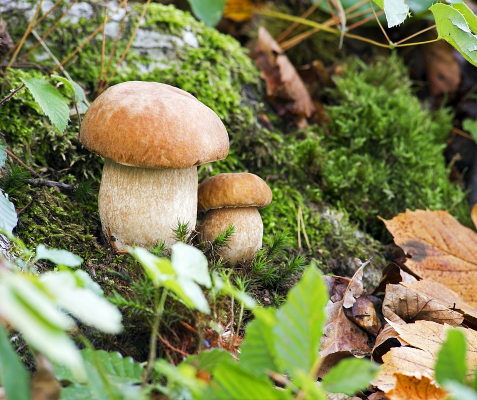 porcini-picture