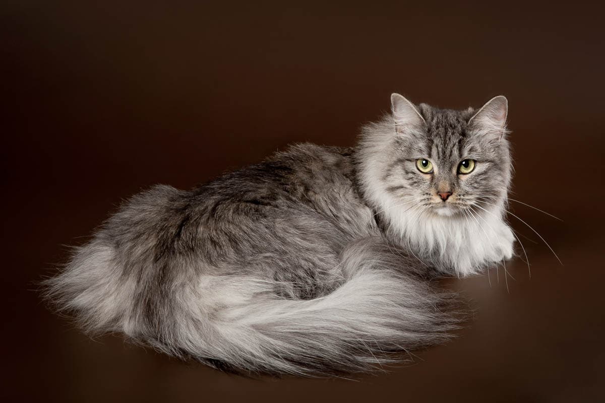 Grey Siberian Cat