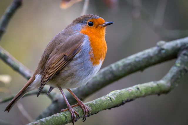Robin on a branch