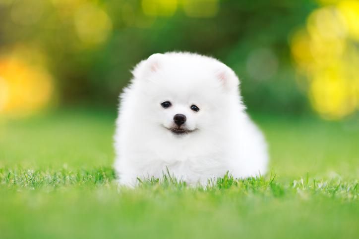 small white dog