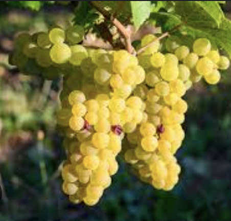 Sauvignan grape