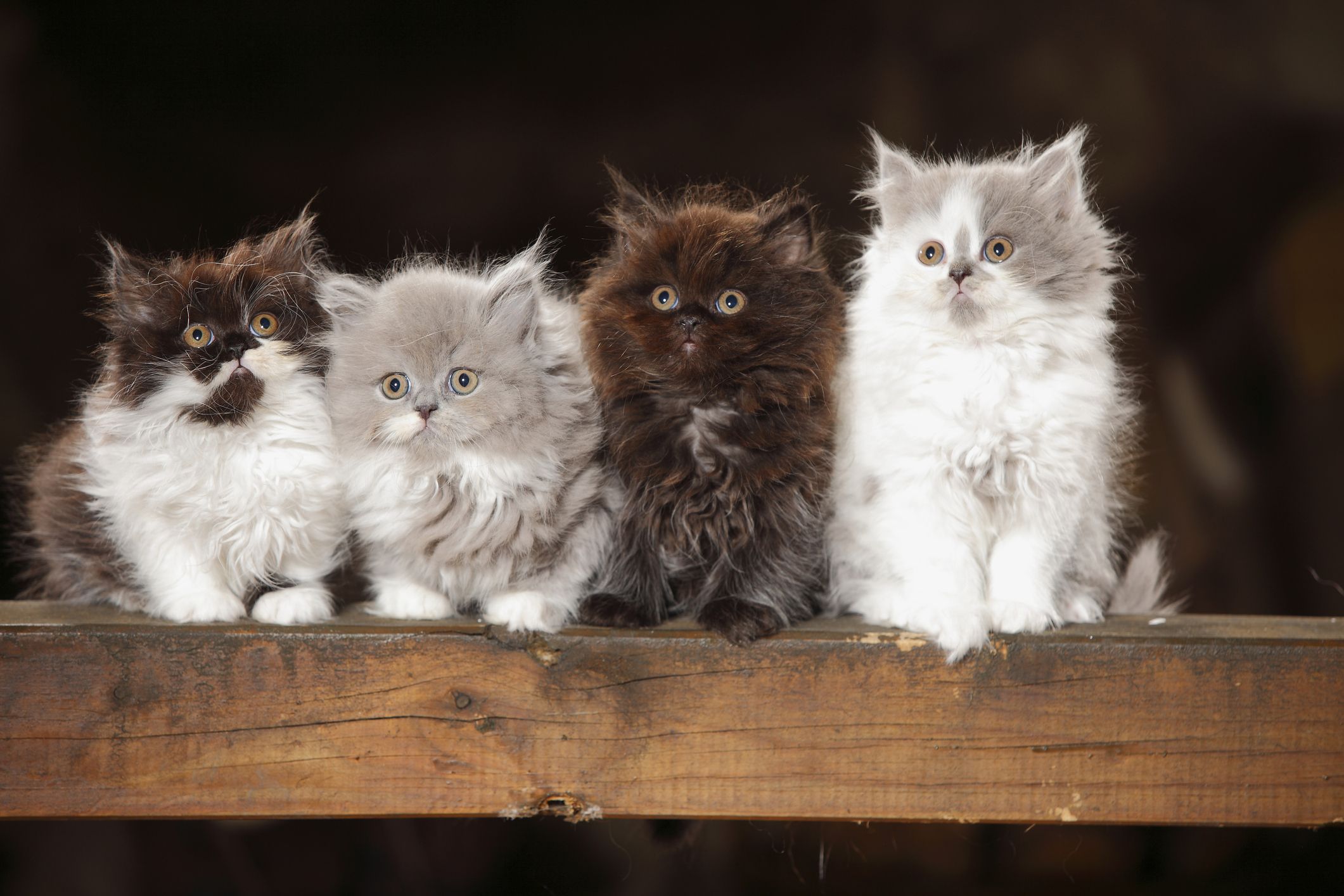 Fluffy Cats