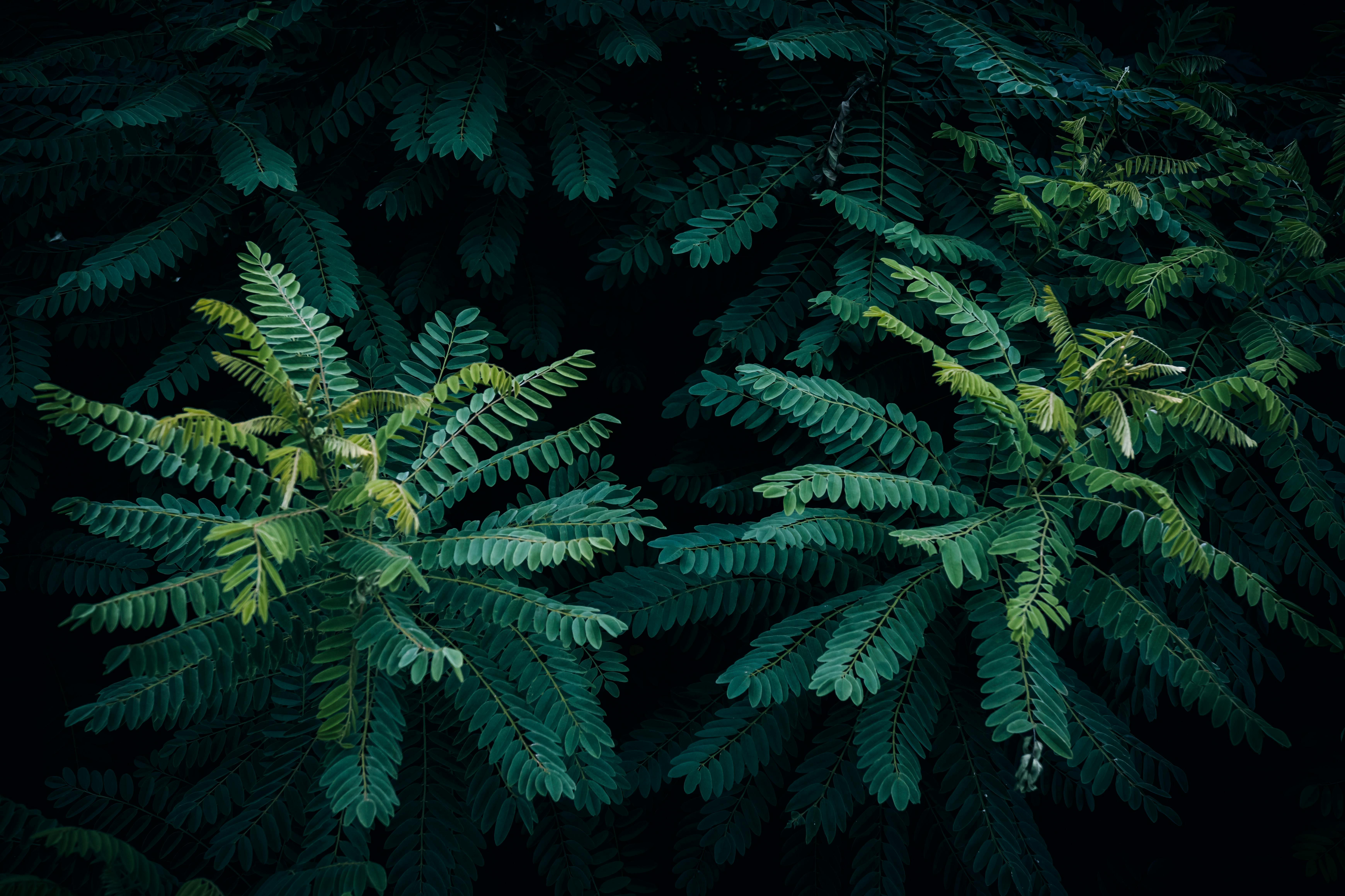 Indigofera Tinctoria Plant