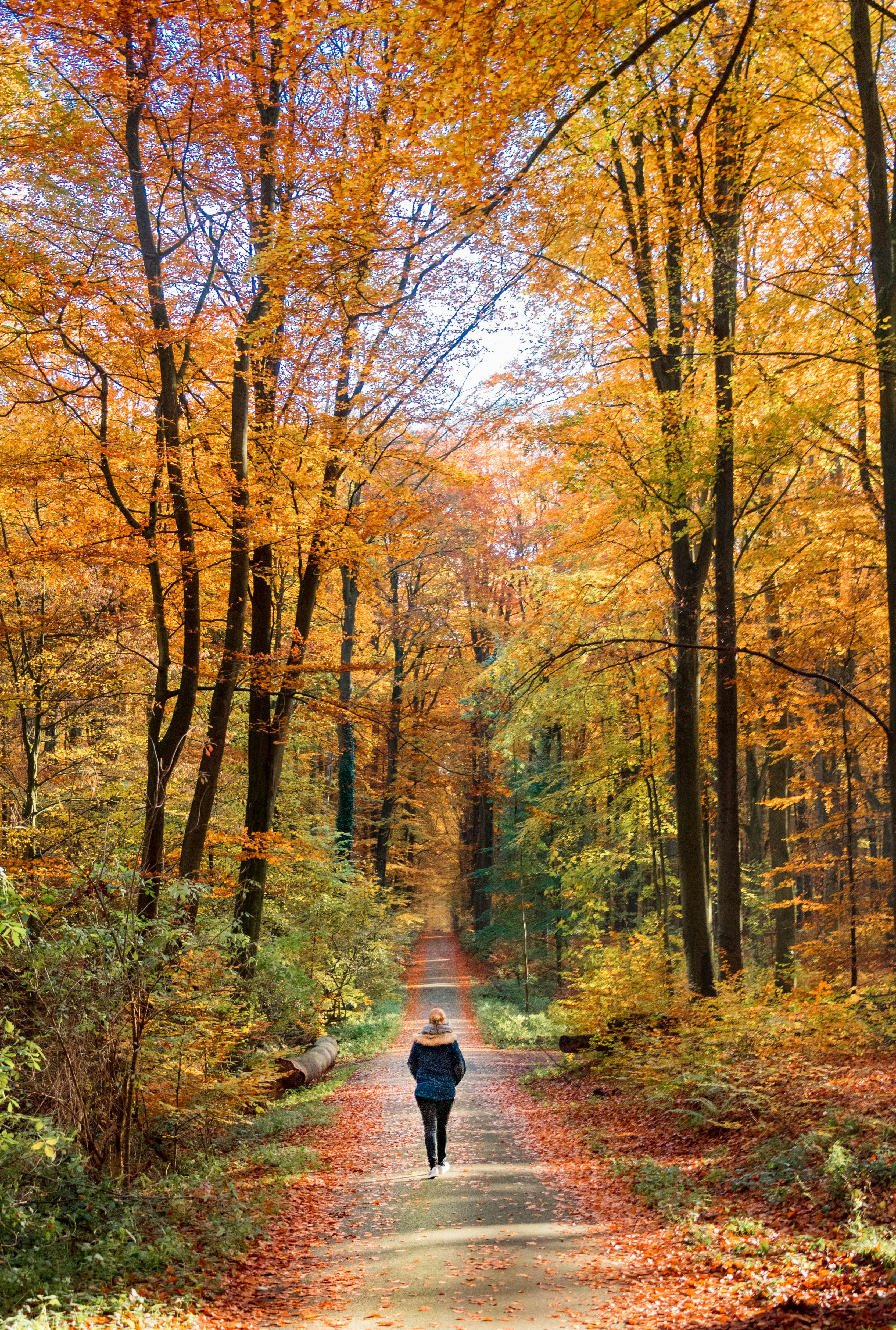 Person walking on a path in an autumnal forest